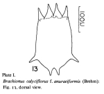 Brachionus calyciflorus f. anuraeiformis