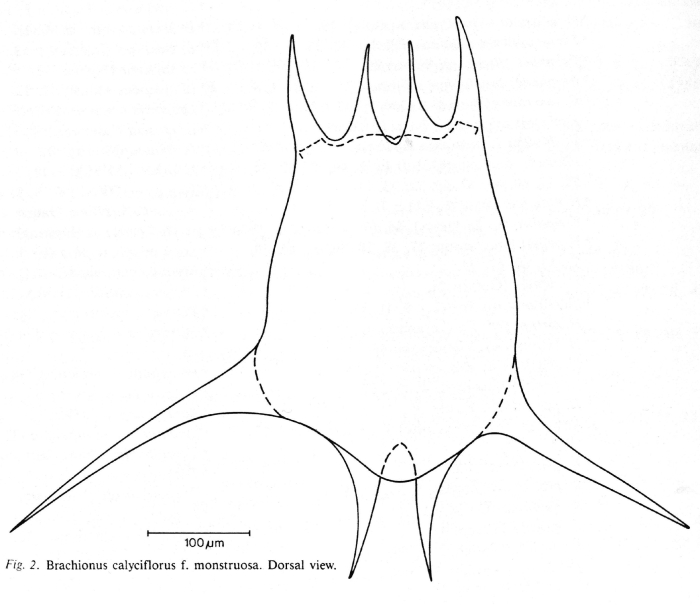 Brachionus calyciflorus f. monstruosus - Original description image