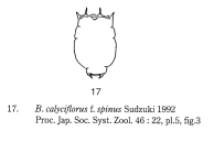 Brachionus calyciflorus f. spinus