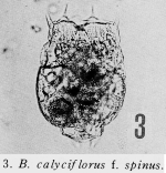 Brachionus calyciflorus f. spinus - Original description image