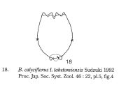 Brachionus calyciflorus f. taketomiensis
