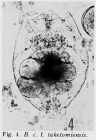Brachionus calyciflorus f. taketomiensis - Original description image