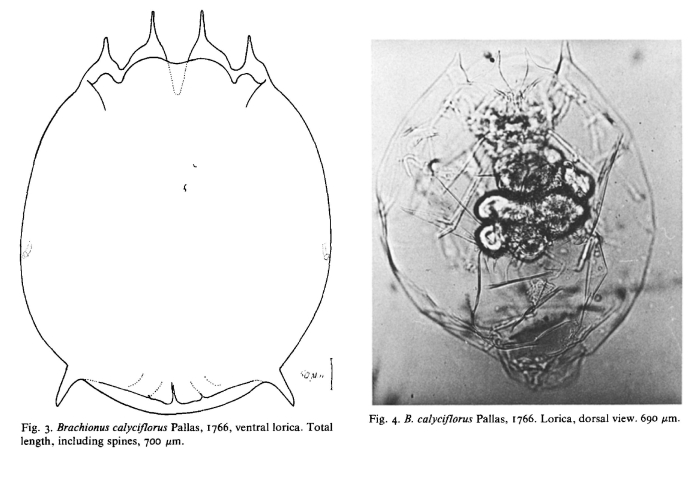 Brachionus calyciflorus giganteus