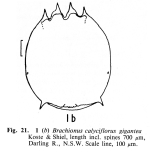 Brachionus calyciflorus giganteus - Original description image