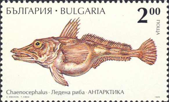 Chaenocephalus aceratus Chaenocephalus aceratus