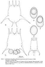 Brachionus calyciflorus var. amphiceros