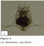 Brachionus calyciflorus var. amphiceros