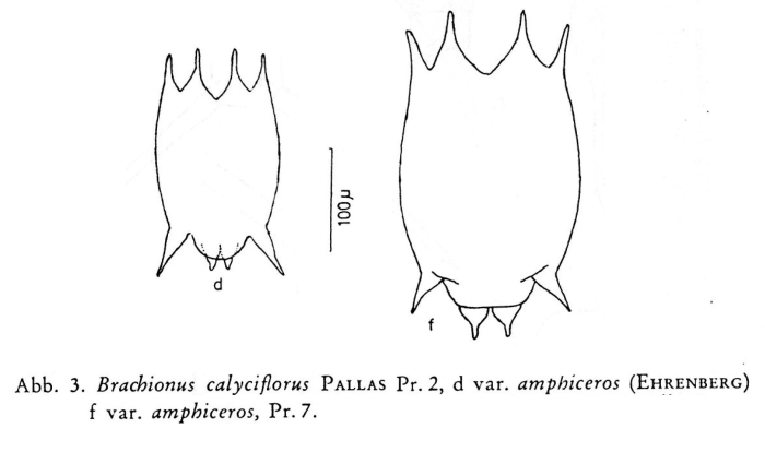 Brachionus calyciflorus var. amphiceros