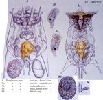 Brachionus calyciflorus var. amphiceros