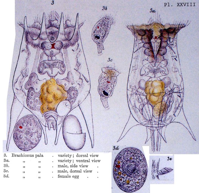 Brachionus calyciflorus var. amphiceros
