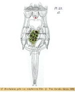 Brachionus calyciflorus var. amphiceros