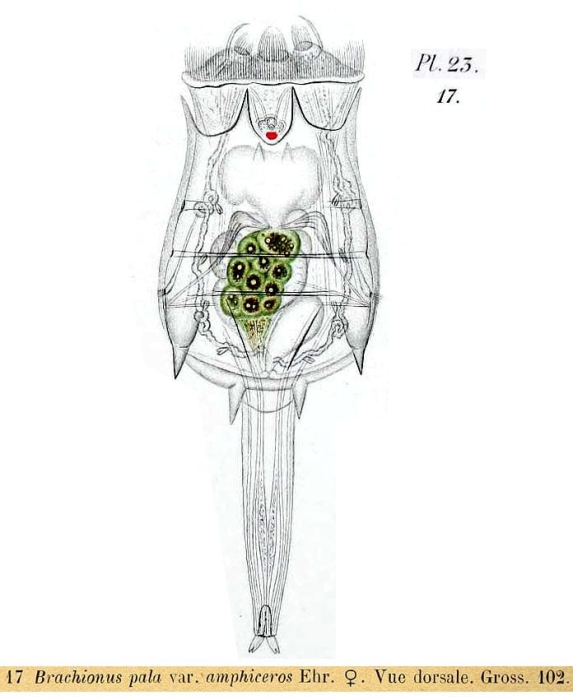 Brachionus calyciflorus var. amphiceros