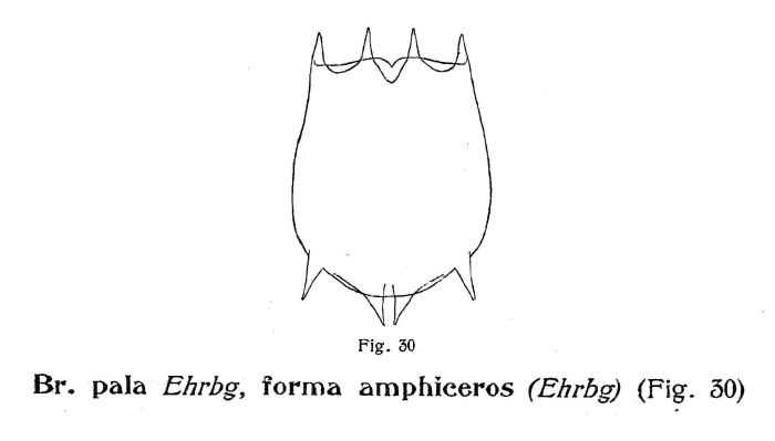 Brachionus calyciflorus var. amphiceros