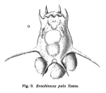 Brachionus calyciflorus var. amphiceros