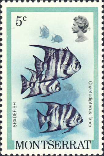 Chaetodipterus faber Chaetodipterus faber