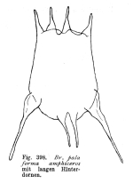 Brachionus calyciflorus var. amphiceros