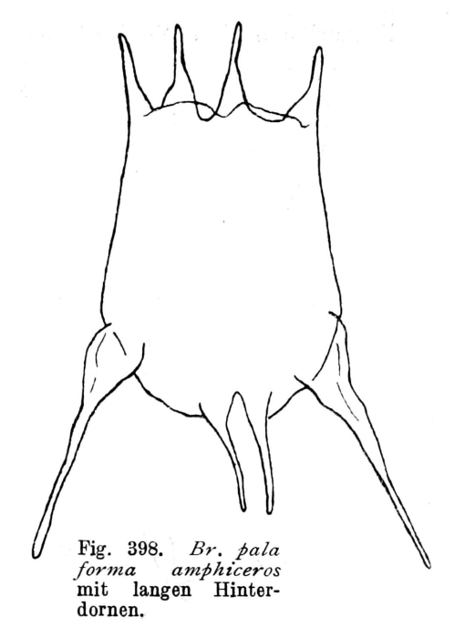 Brachionus calyciflorus var. amphiceros