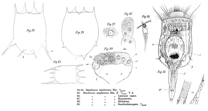 Brachionus calyciflorus var. amphiceros