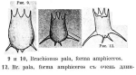 Brachionus calyciflorus var. amphiceros