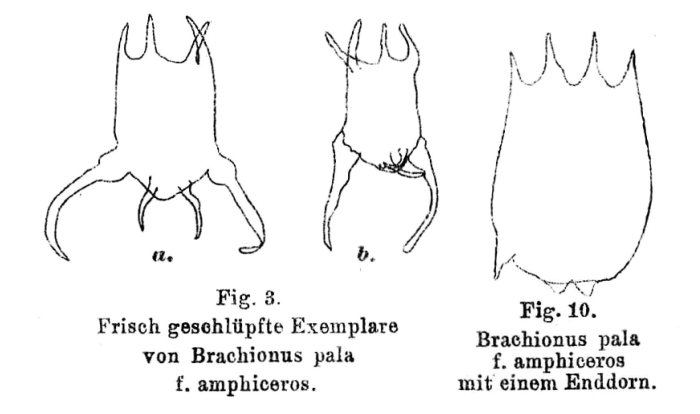 Brachionus calyciflorus var. amphiceros