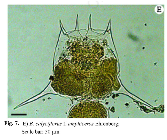 Brachionus calyciflorus var. amphiceros