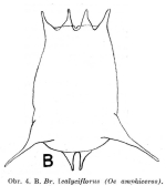 Brachionus calyciflorus var. amphiceros