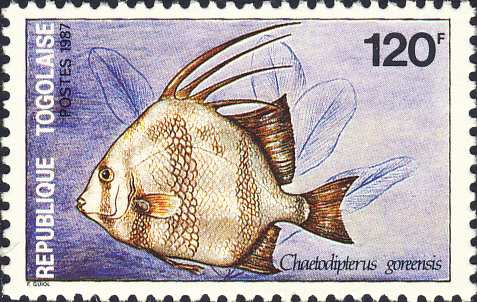 Chaetodipterus goreensis Chaetodipterus goreensis