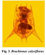 Brachionus calyciflorus var. amphiceros