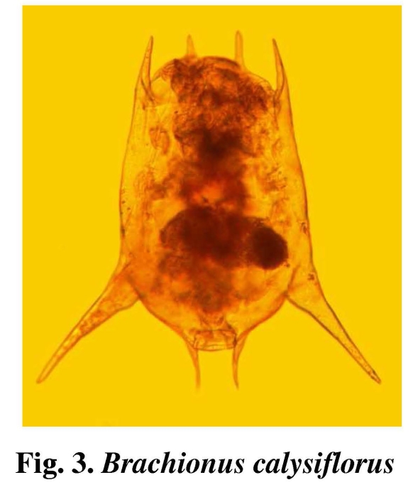 Brachionus calyciflorus var. amphiceros
