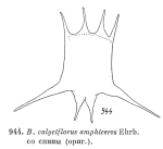Brachionus calyciflorus var. amphiceros
