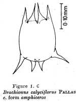 Brachionus calyciflorus var. amphiceros