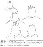 Brachionus calyciflorus var. amphiceros