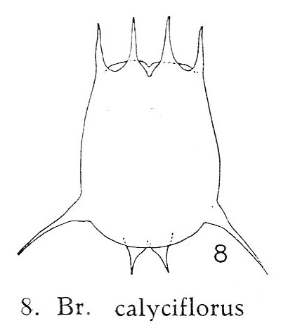 Brachionus calyciflorus var. amphiceros