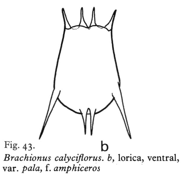 Brachionus calyciflorus var. amphiceros