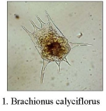 Brachionus calyciflorus var. amphiceros