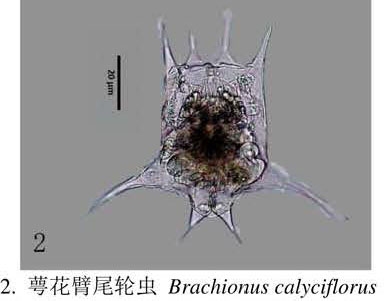 Brachionus calyciflorus var. amphiceros