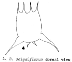 Brachionus calyciflorus var. amphiceros