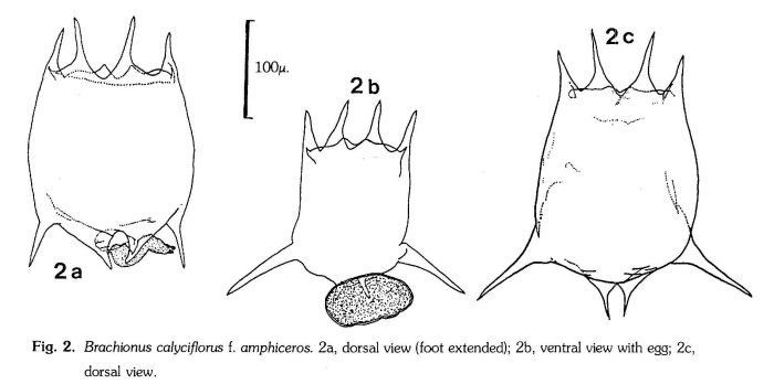 Brachionus calyciflorus var. amphiceros