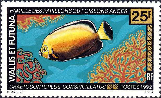 Chaetodontoplus conspicillatus Chaetodontoplus conspicillatus