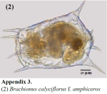Brachionus calyciflorus var. amphiceros