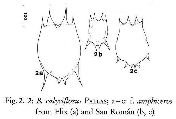Brachionus calyciflorus var. amphiceros