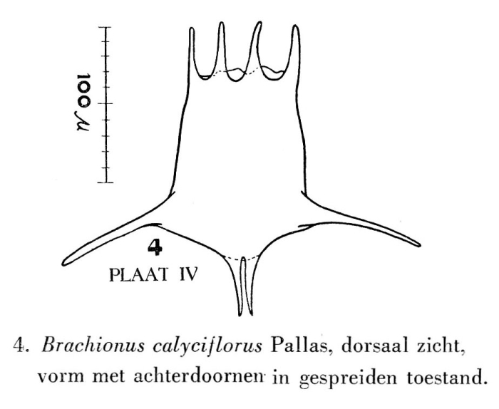 Brachionus calyciflorus var. amphiceros