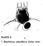 Brachionus calyciflorus var. amphiceros