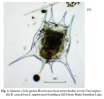 Brachionus calyciflorus var. amphiceros