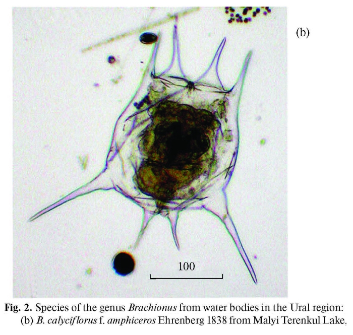 Brachionus calyciflorus var. amphiceros