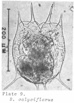 Brachionus calyciflorus var. amphiceros