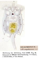 Brachionus calyciflorus var. amphiceros - Original description image