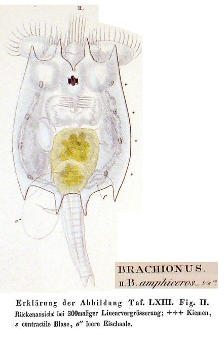 Brachionus calyciflorus var. amphiceros - Original description image