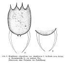 Brachionus calyciflorus var. amphiceros f. forficula - Original description image
