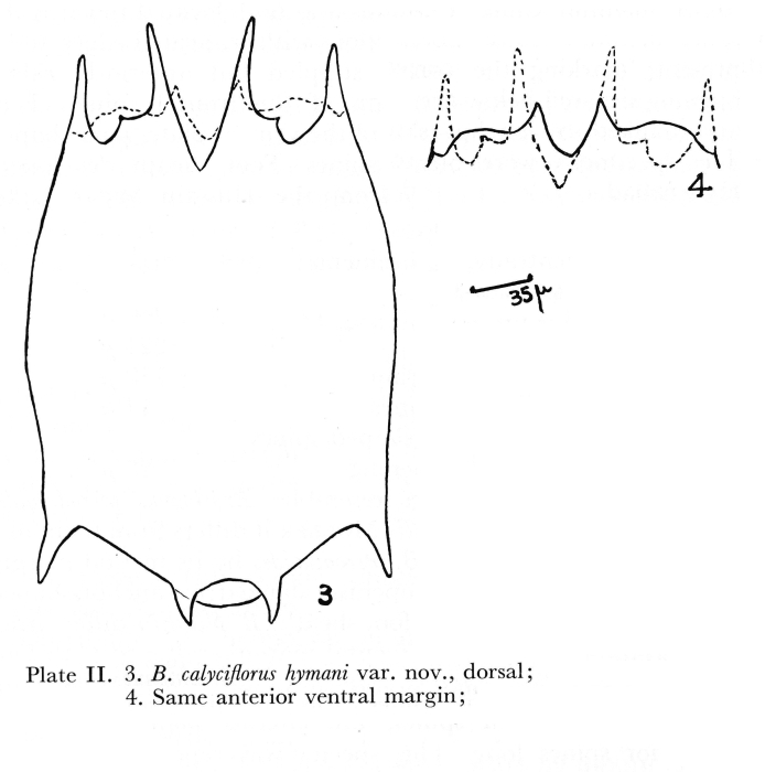 Brachionus calyciflorus var. hymani - Original description image